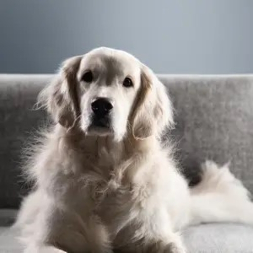 ROWENTA RH2077SB Rojo-Negro - Aspiradora de Escoba 200W